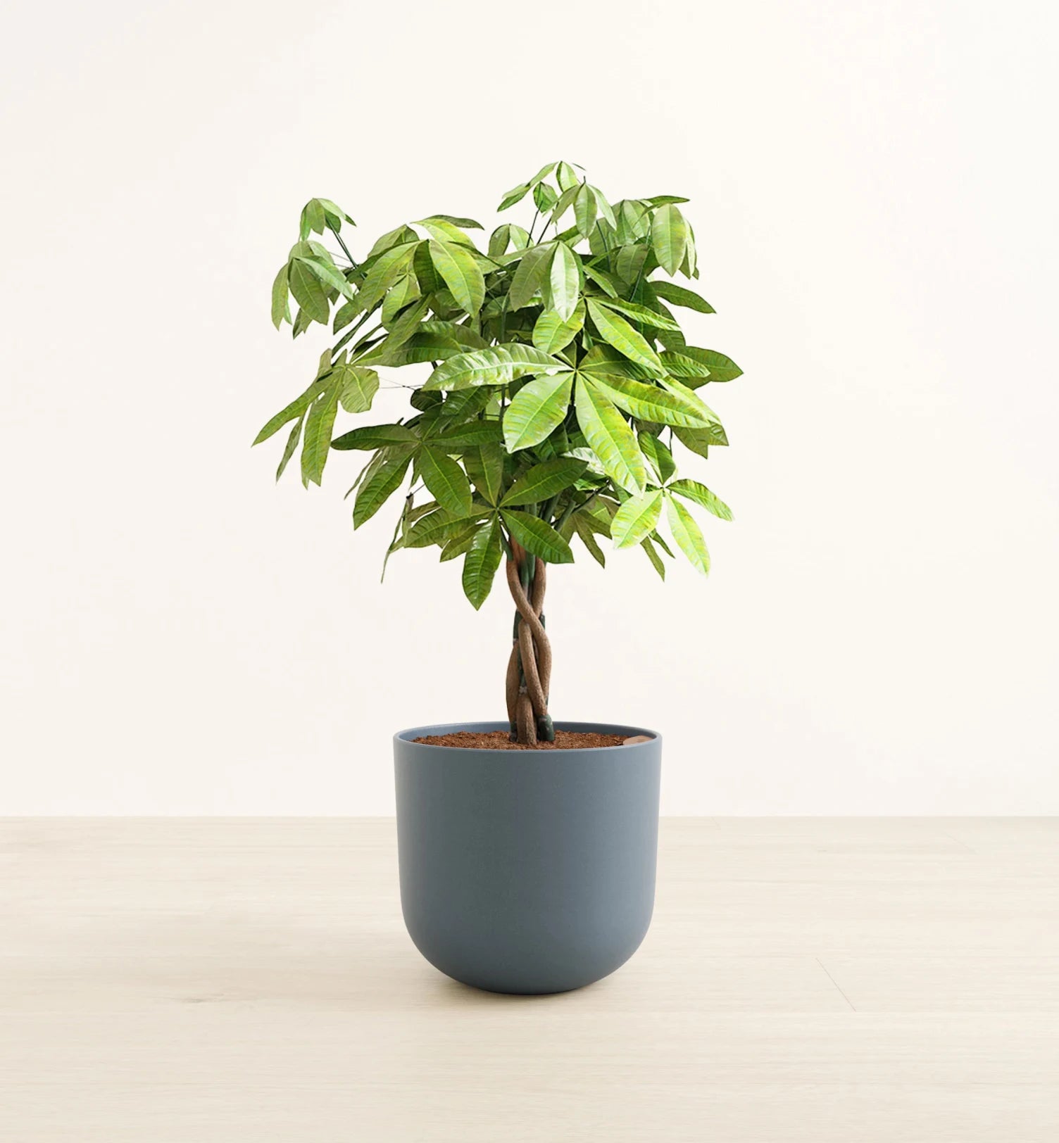 Money Tree
