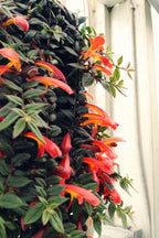 Goldfish Plant